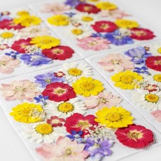 압화 꽃 F형 세트 공예 재료 레진 아트 꽃압화 드라이 플라워 장식 보존화 만들기, 01.봄바람(1세트)