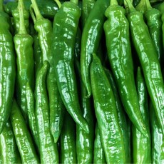 < 바른농산 > 국내산 오이고추 특품 아삭이고추 풋고추 오이맛고추, 1개, 1kg