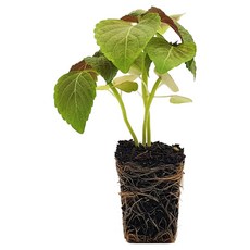 마이플랜트 깻잎 잎들깨 쌈채소 모종, 2개