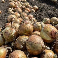 [산지직송] 단단한 햇 함양양파(중) 가정용, 1개, 함양양파 5kg(중)