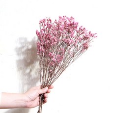 화연양화 프리저브드플라워 시네신스 시넨시스 4색 시들지않는생화, 02 워터핑크