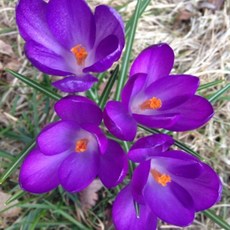 크로커스 포트 구근 3개입 가을 추식구근 노지월동식물 키우기 대성식물, 03. 보라색, 3개