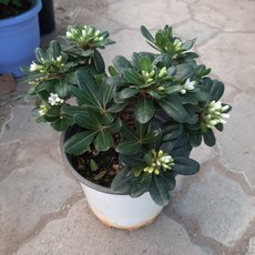 만리향/중품, 1개