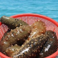 통영 자연산 해삼 산지직송 해녀채취 당일발송 활해삼 참해삼, 1개, 500g (2~7미)