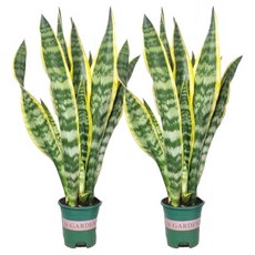 서비내 산세베리아 중형 1+1 인테리어 플랜테리어 카페식물 키우기쉬운식물 반려식물, 혼합색상, 2개