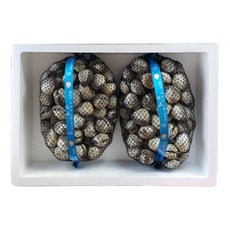 밥도둑 여자만 벌교 새꼬막, 1개, 대5kg