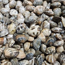 바지락부부 고창 갯벌 참바지락 해감O 당일발송, 1개, 바지락 2kg