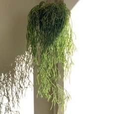 행잉식물 립살리스 폭스테일 공기정화 식물, 1개