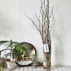 곱슬버들 반단 생화 긴 가지 1m 플랜테리어 인테리어 수경 절화 소재 식물, 1개, 곱슬버들 한단