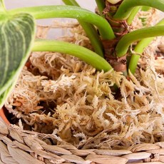SKFARM 풍란 호접란 토피어리용 4A 뉴질랜드 수태 20g, 1개