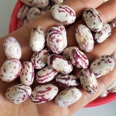 [재구매율이 높은 유기농 인정 호랑이 콩] 강원도 유기농 햇 호랑이 콩 콩줄 고소한 맛 밤맛 나는 이유식, 1박스, 400g