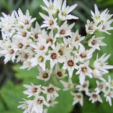 (나무농장) 야생화 돌단풍 포트, 10개