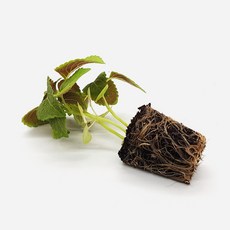 마이플랜트 깻잎 잎들깨 쌈채소 모종, 4개