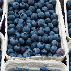 탐나베리팜 유기농 산지직송 제주 생블루베리 특 500g 16-18mm, 1개