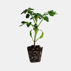 마이플랜트 방울 토마토 빨강 모종, 2개