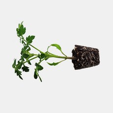 마이플랜트 방울 토마토 빨강 모종, 1개
