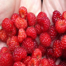 초특가 금메달농수산 국내산 급냉 산딸기, 1개, 2kg