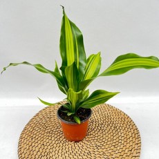 드라세나 맛상게아나 행운목 소형 음지식물 공기정화식물 디와이팜, 1개, .