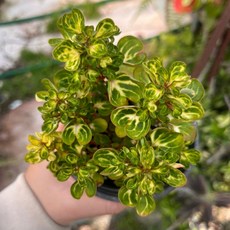 미니정글 오로라페페 아네시 오로라 페페 목대 식물 소형 공기정화식물 키우기쉬운식물 실내 거실, 1개