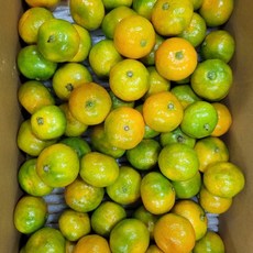 제주산 하우스 감귤, 1박스, 3kg L,2L(대과)