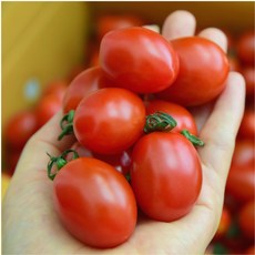유기농 대추 방울토마토 대숲맑은 전남 담양 산지직송, 5kg, 1개