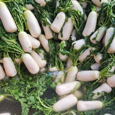 (돼지이모네농장)절임알타리 아삭아삭 싱싱한 세척 절임 알타리 총각무, 1개, 10kg