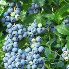 왕블루베리 2년생 대과종 듀크 뉴하노바 스타 메도우락 블루베리묘목, 1개, 뉴하노버