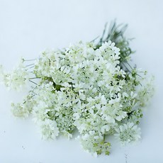 오를라야 (올라야 Orlaya 레이스꽃) 씨앗 10립 소포장, 1개