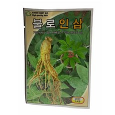 인삼 씨앗 불로인삼 20립 [26년포장]