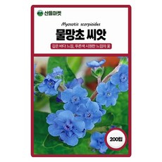 아람종묘 물망초 씨앗 200립 시노그로섬 중국물망초 꽃씨 야생화 종자, 1개