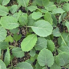 [오감] 곱슬케일 모종 커리케일 묘종, 6개