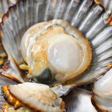 [더신선] 통영산 통통 흑백가리비 2kg 40미 내외/꽃게살맛의 역대급 가리비, 1개