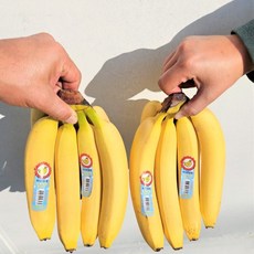 과일성지 에콰사보르 고당도 꿀 바나나 1송이 1.4kg내외, 1박스, 1송이_1.4kg내외