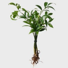 메이크정글 공기정화 수경재배 흙 세척 식물 모음 죽백나무, 1개