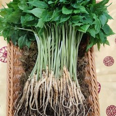 영광 다은 새싹삼 중 업소용 선물용 (20~25cm 내외) 30뿌리 깨끗한 식당용 카페용 가정용 선물용, 1g, 30개