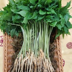 영광 다은 새싹삼 미니 (15cm 내외) 100뿌리 깨끗한 식당용 카페용 가정용 선물용, 미니 100뿌리, 1개