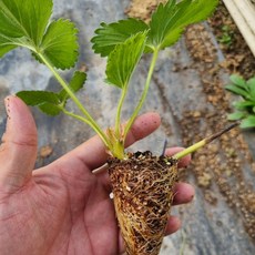 딸기모종 딸기키우기 식목일 교육용, 2개