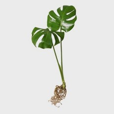 메이크정글 공기정화 수경재배 흙 세척 식물 모음, 1개