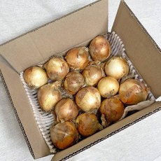 국내산 양파 최상품 특 3kg 5kg 10kg 20kg [노블프레쉬], 1개