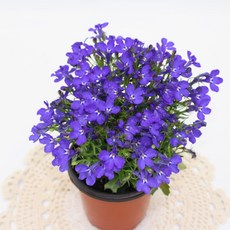 [골든플랜트] 로벨리아 블루색상 소품 봄꽃 야생화 공기정화식물, 1개