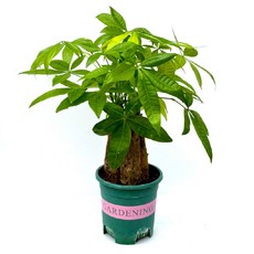 감동샵 파키라 중품 돈나무 개업 선물 집들이 공기정화식물, 1개