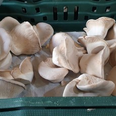 화랑농원 설원버섯 2kg 황제버섯 못난이 B급 파지 혼합사이즈 산지직송, 1박스, 2kg내외