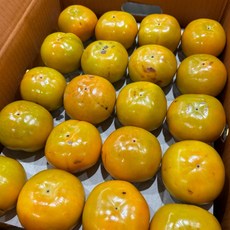 [새벽경매] 본푸룻티 초특가 창원단감 14Brix이상, 1박스, 가정용 창원단감 2KG