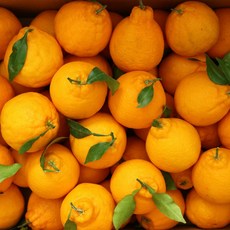 미소진 새콤달콤 제주 한라봉 랜덤과, 1개, 10kg(35과~55과)