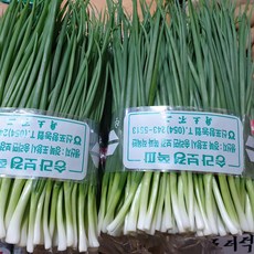 [당일손질] 쪽파 깐쪽파 실파 잔파 햇쪽파 해풍맞은, 1개, 900g