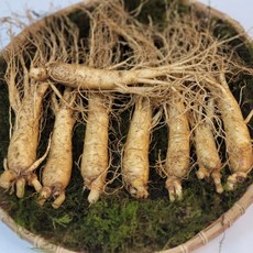 풍기인삼 6년근 실속형인삼 국내산수삼 500g 1kg 믹서용 가정용 홍삼용 선물용, 1개