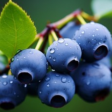 [2주한정초특가!] 하루20박스만 명품 국산 급냉 블루베리, 1박스, 2kg