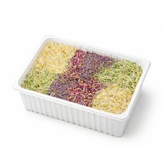 [신선보장] 새싹 채소 모듬채소 비빔밥채소, 1개, 500g