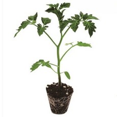 파머시카 대추방울토마토 모종 검정 흑방울토마토, 8개