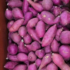 국내산 꿀(베니하루카)고구마 한입크기 .쫄크기 (가장작은크기) 5kg 10kg 알뜰농장, 1박스, (쫄크기)5kg내외